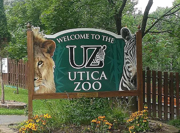 Utica Zoo Mourns The Loss of Two Ostriches