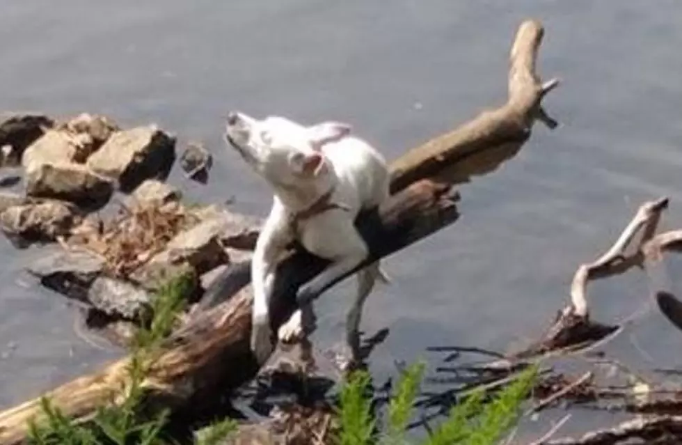 Dog Found Tied To Log in Erie Canal Up For Adoption