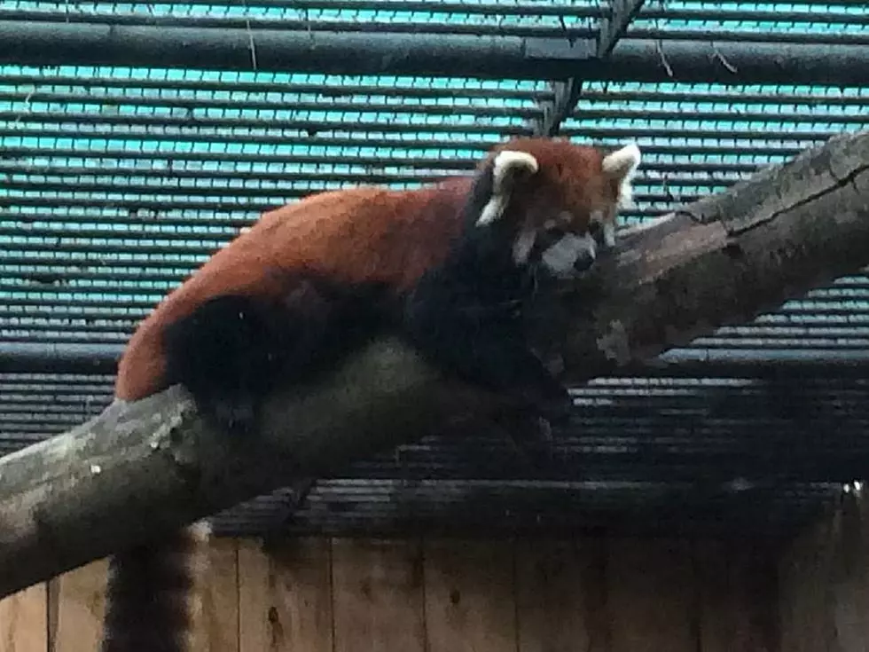 Your Child Can Become a Red Panda Ranger at the Utica Zoo