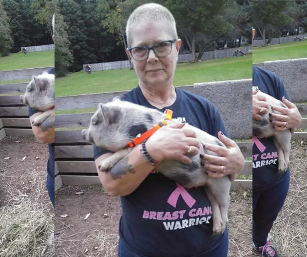 Runaway Rome Pig Finally Caught With Help From A Piggy Friend