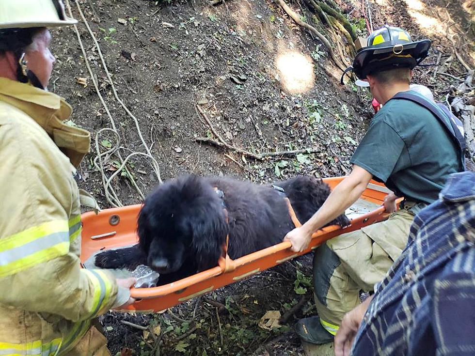 Westmoreland Volunteer FD Rescues Big Dog From Ravine in Clinton