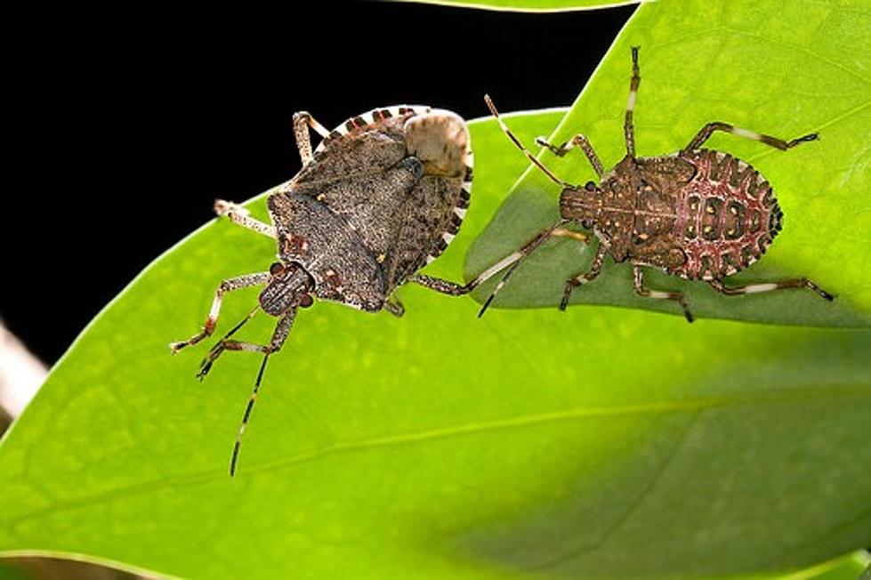 Experts: The 2020 Stink Bug Season Will Be a Bad One for CNY