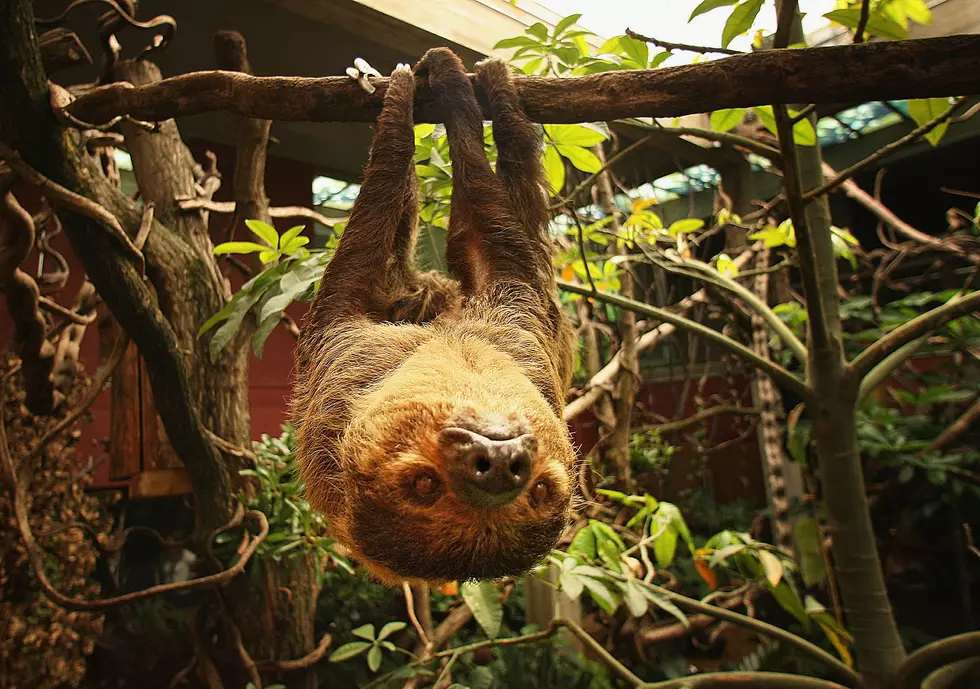 You Can Meet A Sloth Face to Face with a New Exhibit Coming to New York