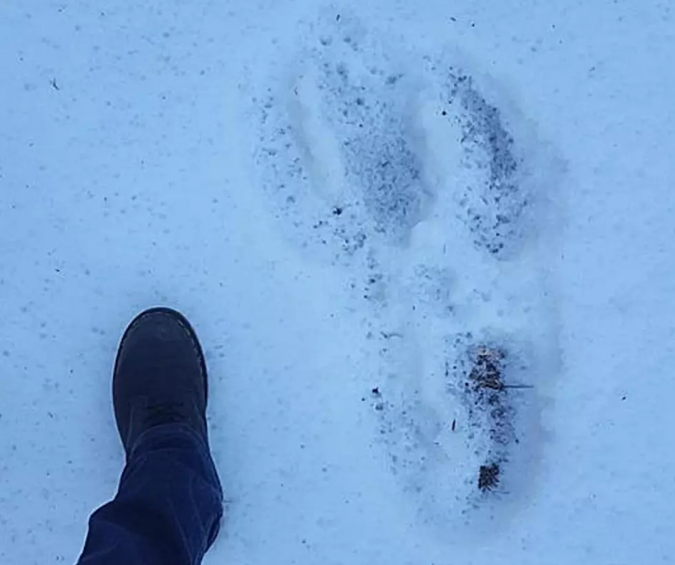 Look At Those Prints! Possible Bigfoot Sighting in New York
