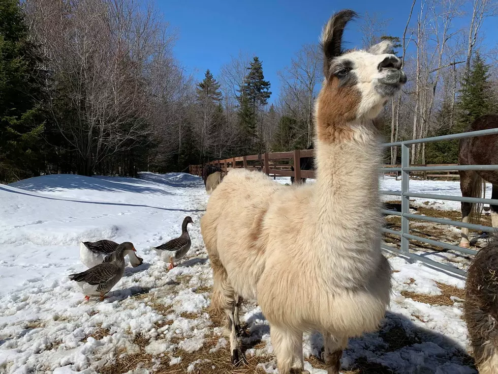 Watch The Live Adirondack Mama Llama Cam 