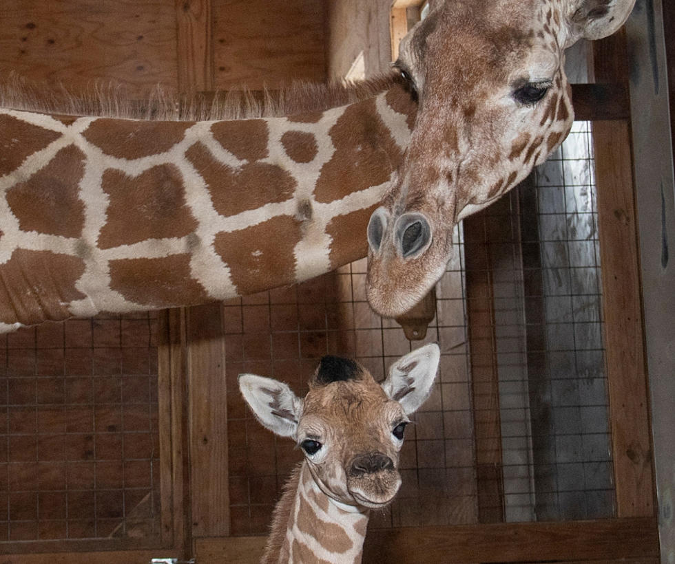 You Can Help Name April The Giraffe's New Calf 