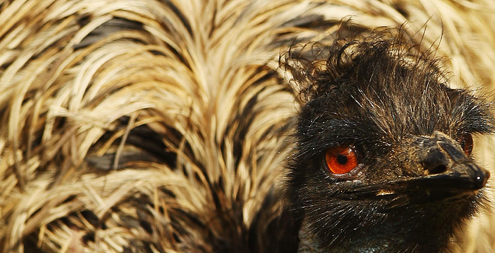Upstate New York Family Rescues Emu By Keeping It in Basement