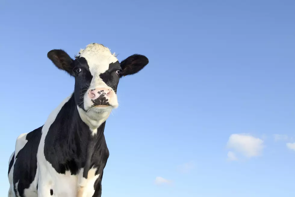 Cow in Middle of Road Refuses to Obey Mooooove Over Law in New York