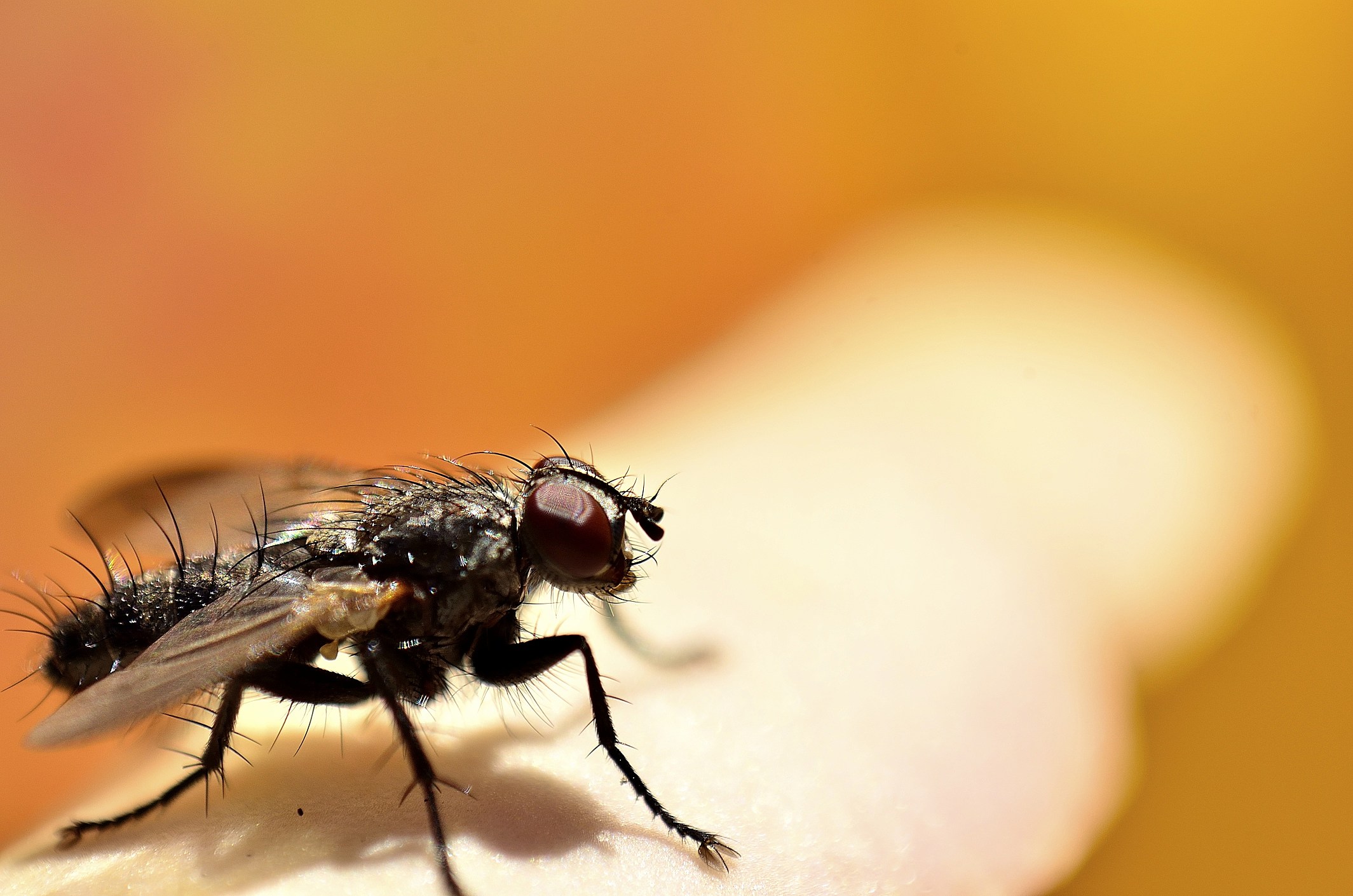 Black Flies Are Swarming In The Adirondacks