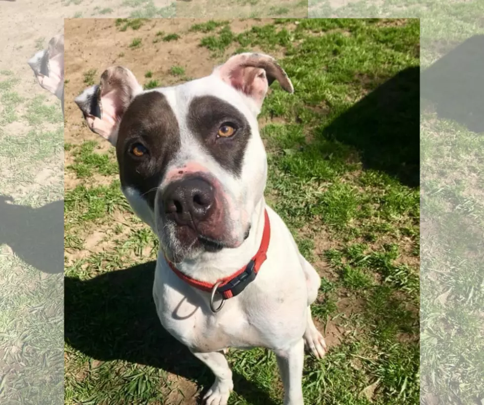 Senior Citizen Therapy Dog 'Vinny' Looking for New Home