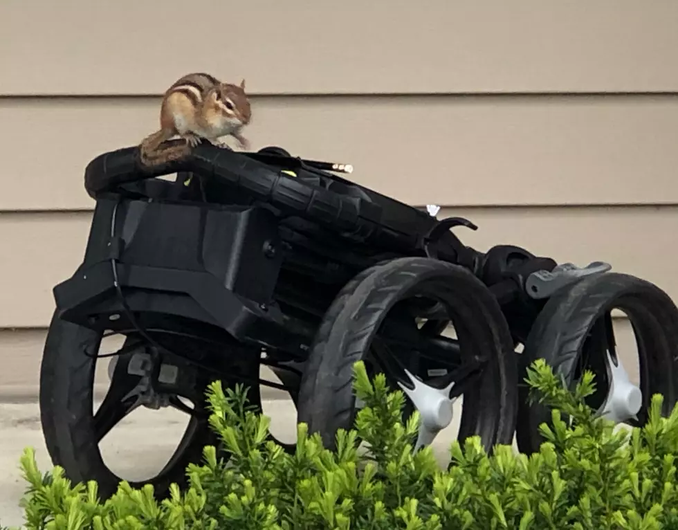 Chipmunks Are Eating Our House &#8211; With An Attitude