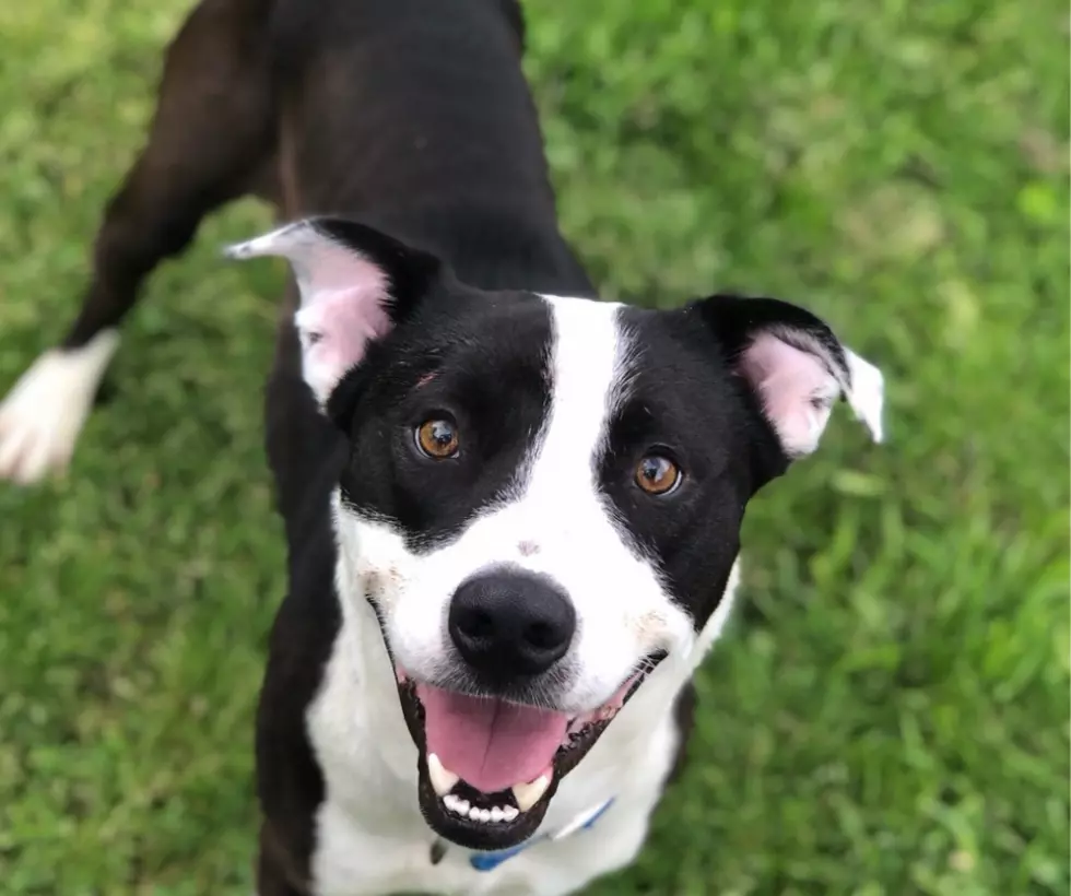 Here's a Good Boy: Lincoln Is Looking for a Forever Home