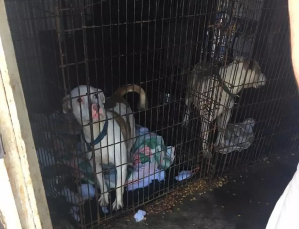 Dozens of Dogs Left Behind at ‘Rescue’ Warehouse in Utica