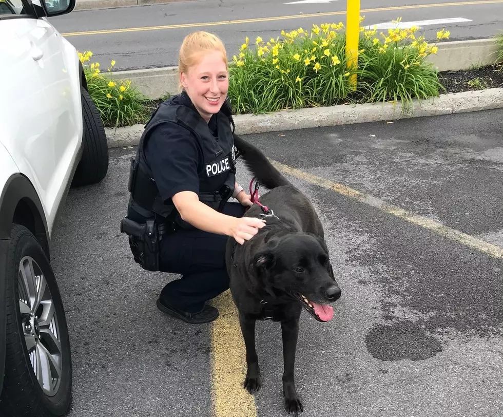CNY Police Forced to Rescue Dog From Hot Car at Mall
