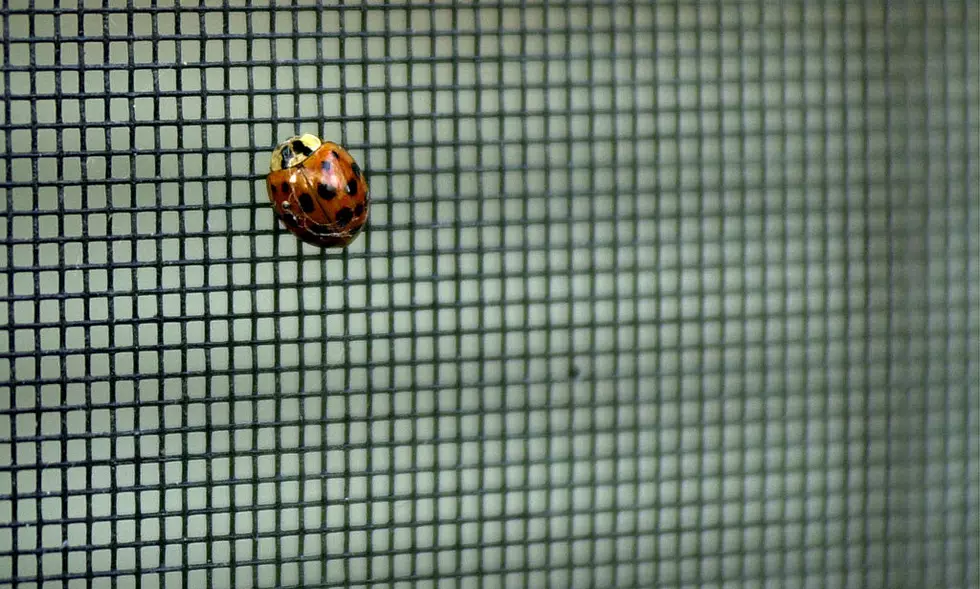 Lady Bug Population Increasing In Ohio Area