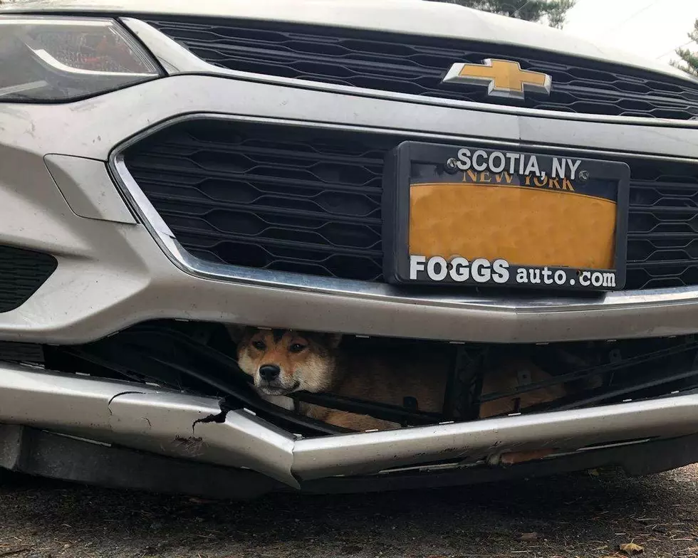 Upstate NY Dog Hit; Survives 45 Minute Commute Trapped In Bumper