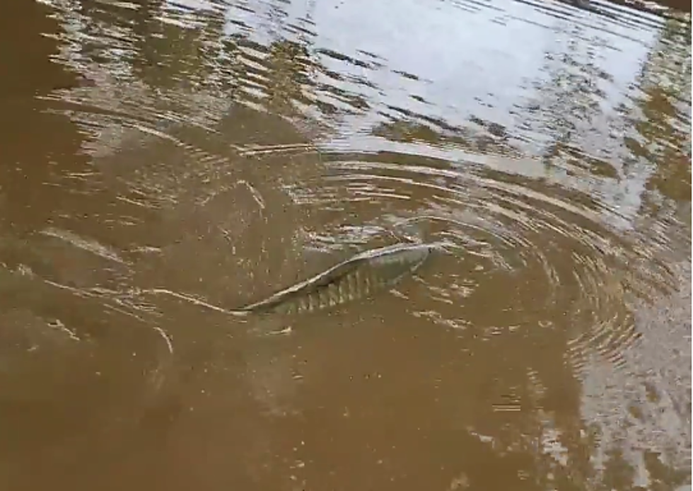 New York Mills Man Finds Giant Fish Swimming in Yard During Flood