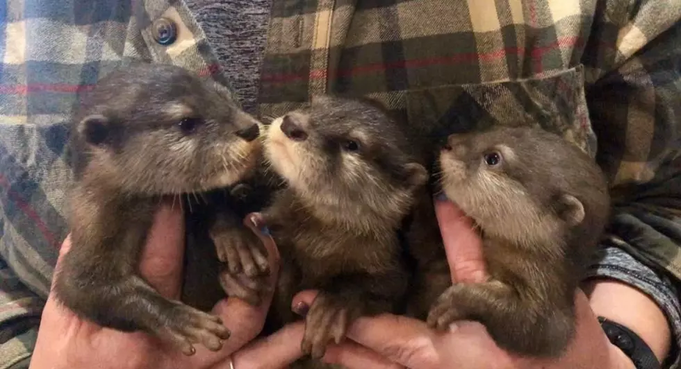 Wild Animal Park to Offer Otter-ly Amazing Encounters in 2020