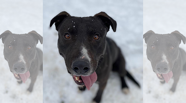 Help Jimmy Find His &#8216;Furever&#8217; Home This Holiday Season