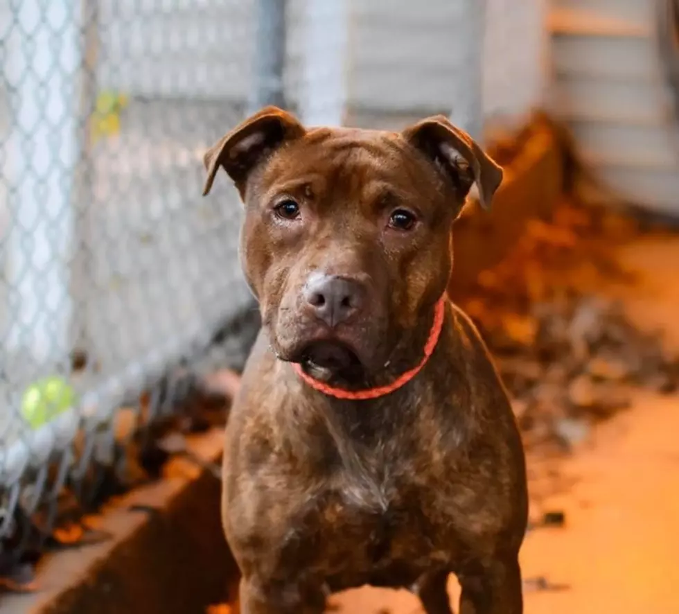 This ‘Mini’ Has Many Kisses for its New Owner: You