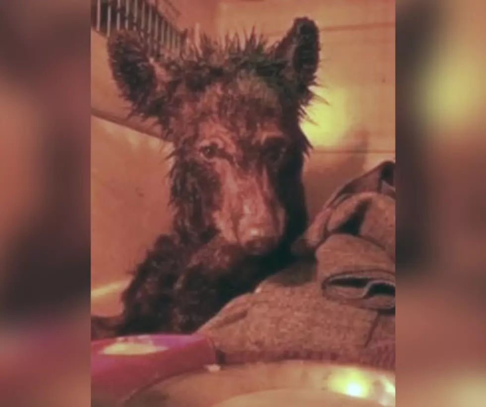 DEC Officers Rescue Sad and Emaciated Bear Cub in Old Forge