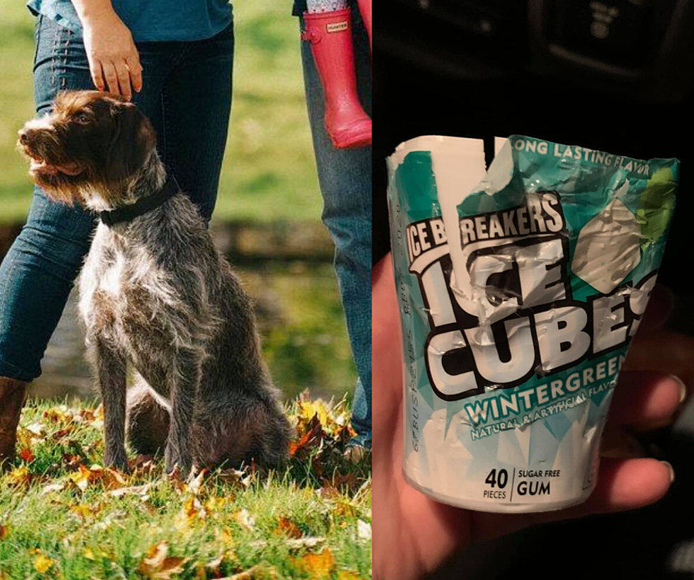 Dog Mom Warns: Common Ingredient in Gum and Food Killed Our Dog