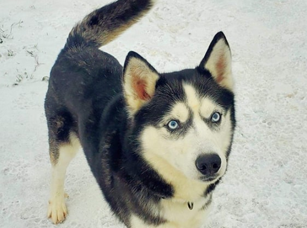Heartbroken Husky Dropped at Shelter by Owner Howls for a Family