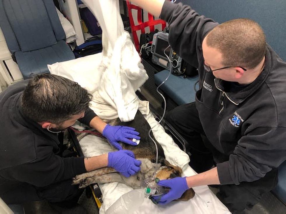 Central New York Volunteer Firefighters Save Very Good Dog from House Fire