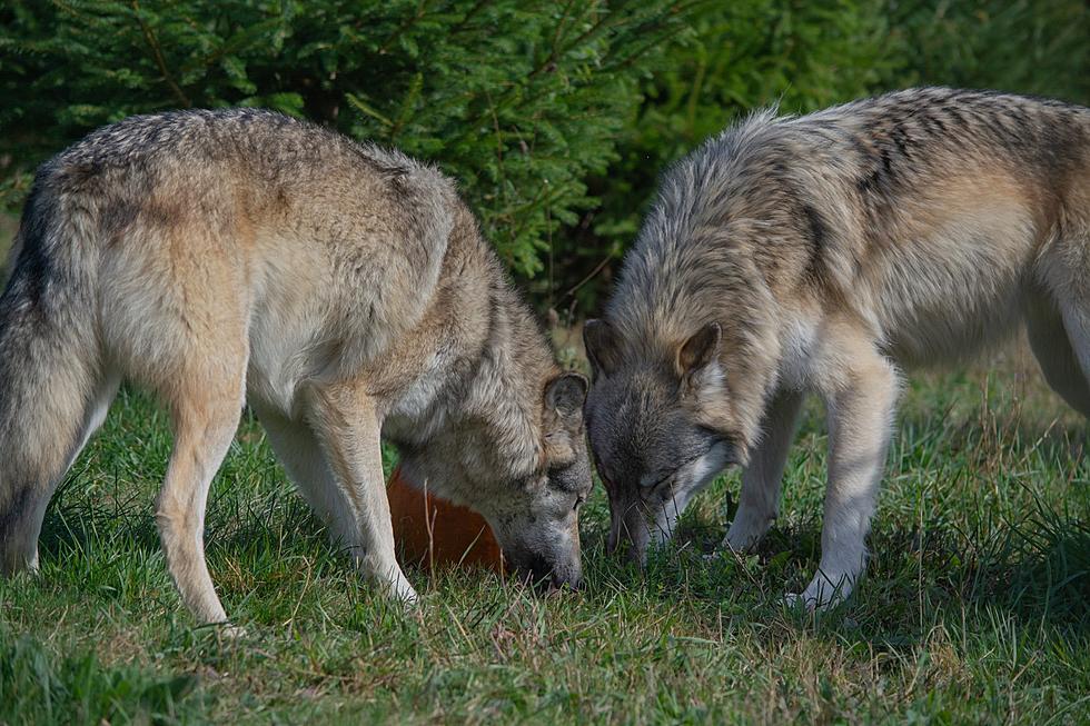 Camp With Wolves and Stay In Tepees at Central NY Nature Center