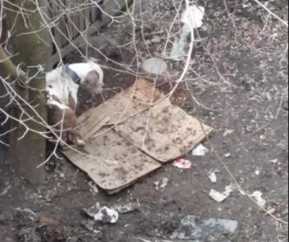 CNY SPCA: &#8220;No Evidence of Abuse&#8221; After Investigation of Dogs in Viral Video