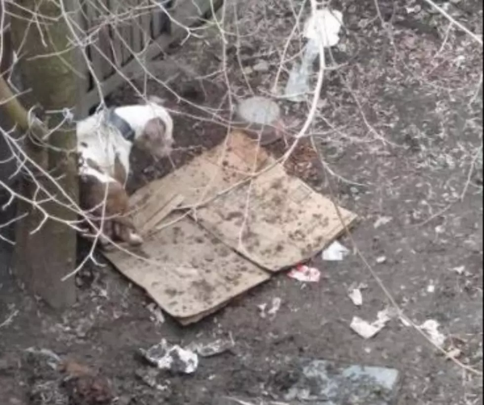 Utica Police Say Allegedly Neglected Dogs &#8220;Under Investigation&#8221;