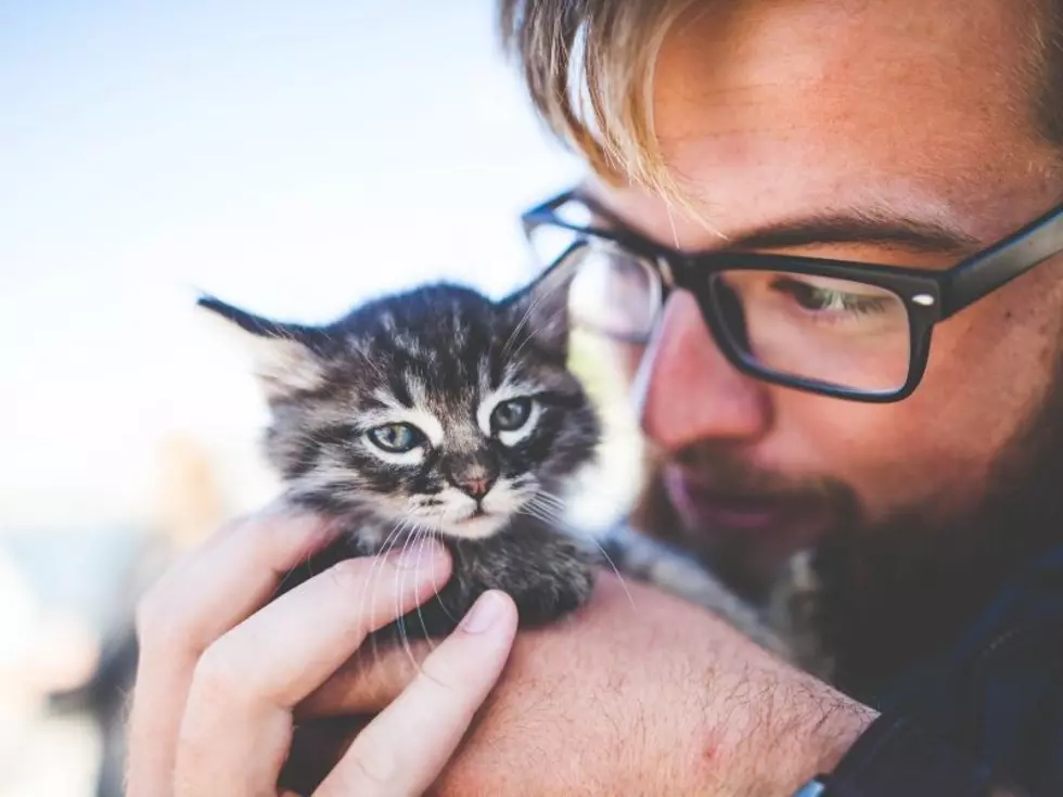 Kaylin's Take: Women Find Men Less Attractive When Holding a Cat?