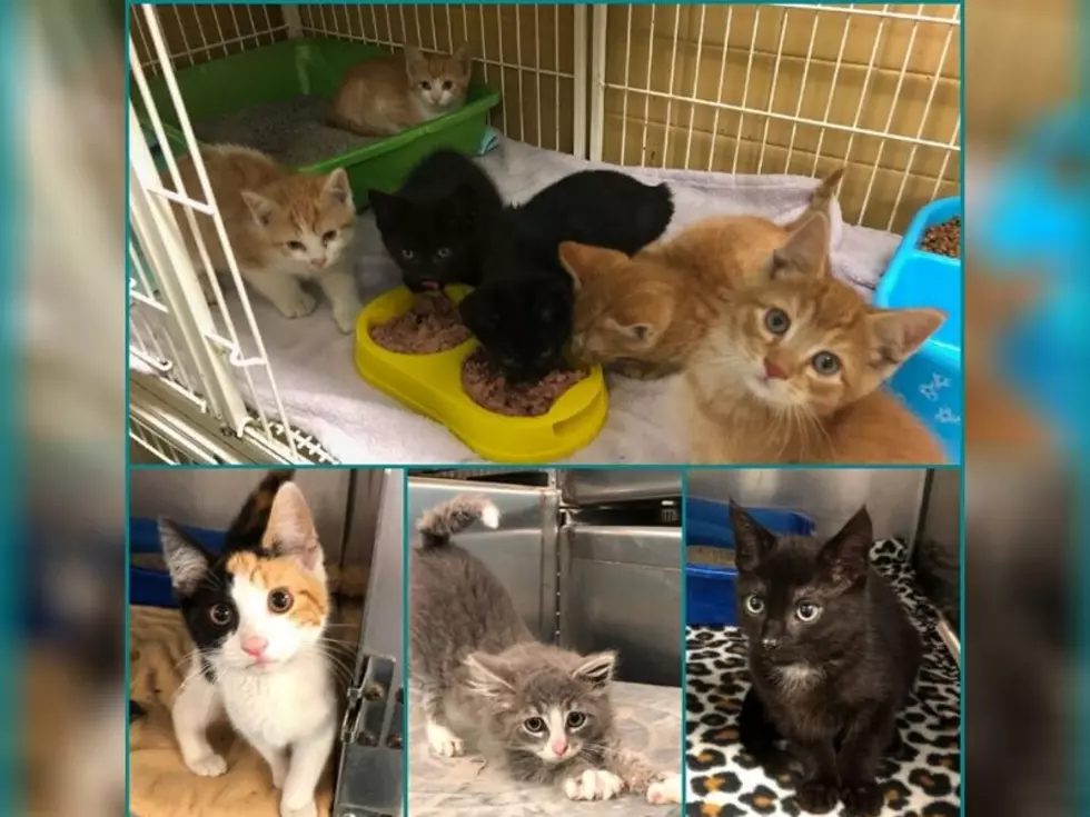 Please Adopt These Kittens From Stevens Swan Humane Society