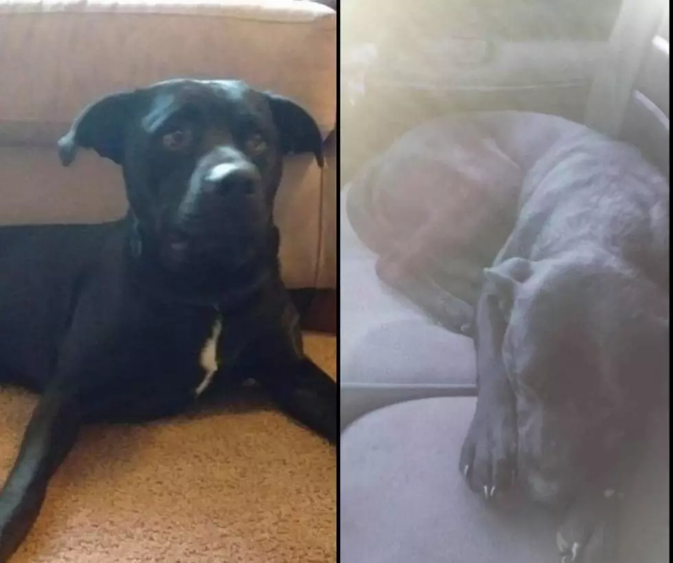 Help Find Lost Syracuse Dog Spotted Numerous Times in Utica