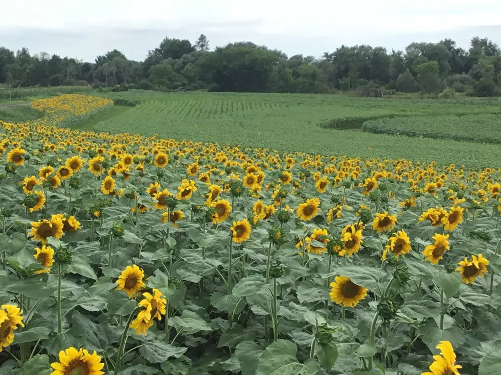 Wagner Farms in Rome Offering Haunted Sunflower Field Wagon Rides