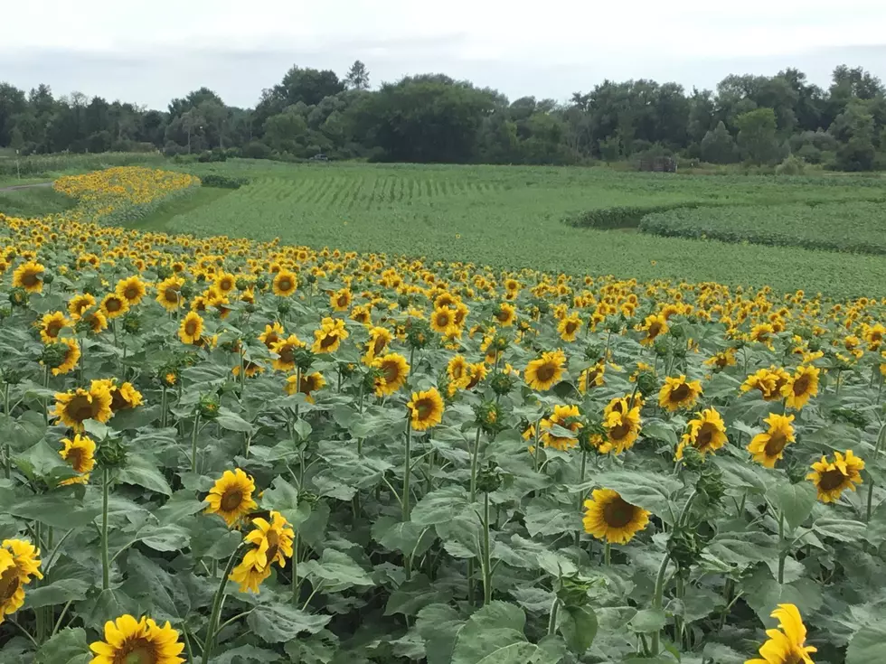 Local Farm Gets Kudos From Governor Cuomo