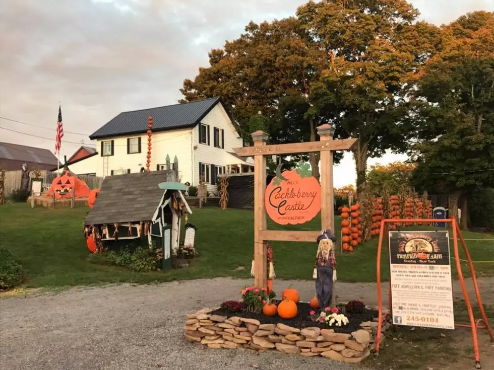 Corn Mazes, Apples, Mums and More at Camden Pumpkin Farm