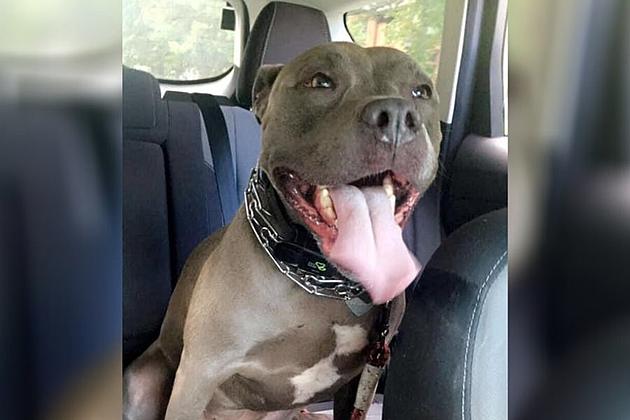 New Hartford Mom Says Dog Saved Her From a Scary Situation