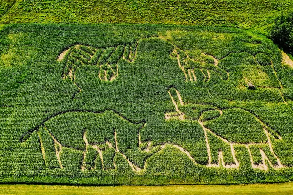 Get Lost in Zebra Stripes in the Critz Farms 2020 Corn Maze