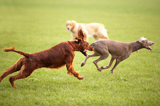 A New Dog Park is Opening in Madison County