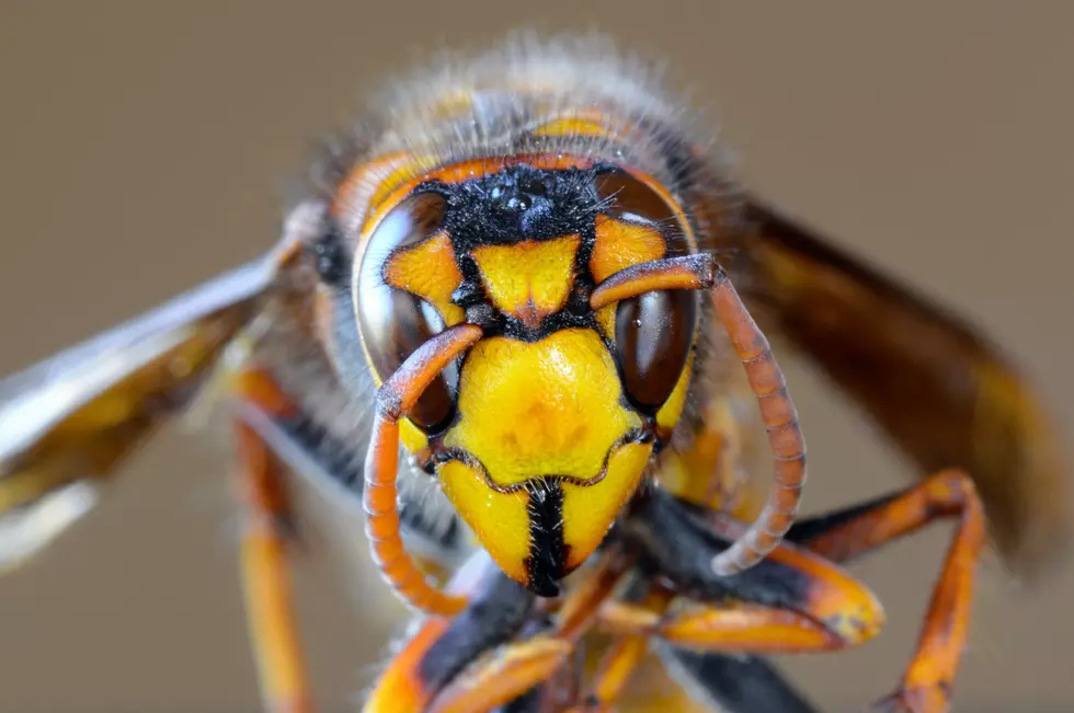 Swat Carefully CNY: Those Wasps and Bees Remember Your Face