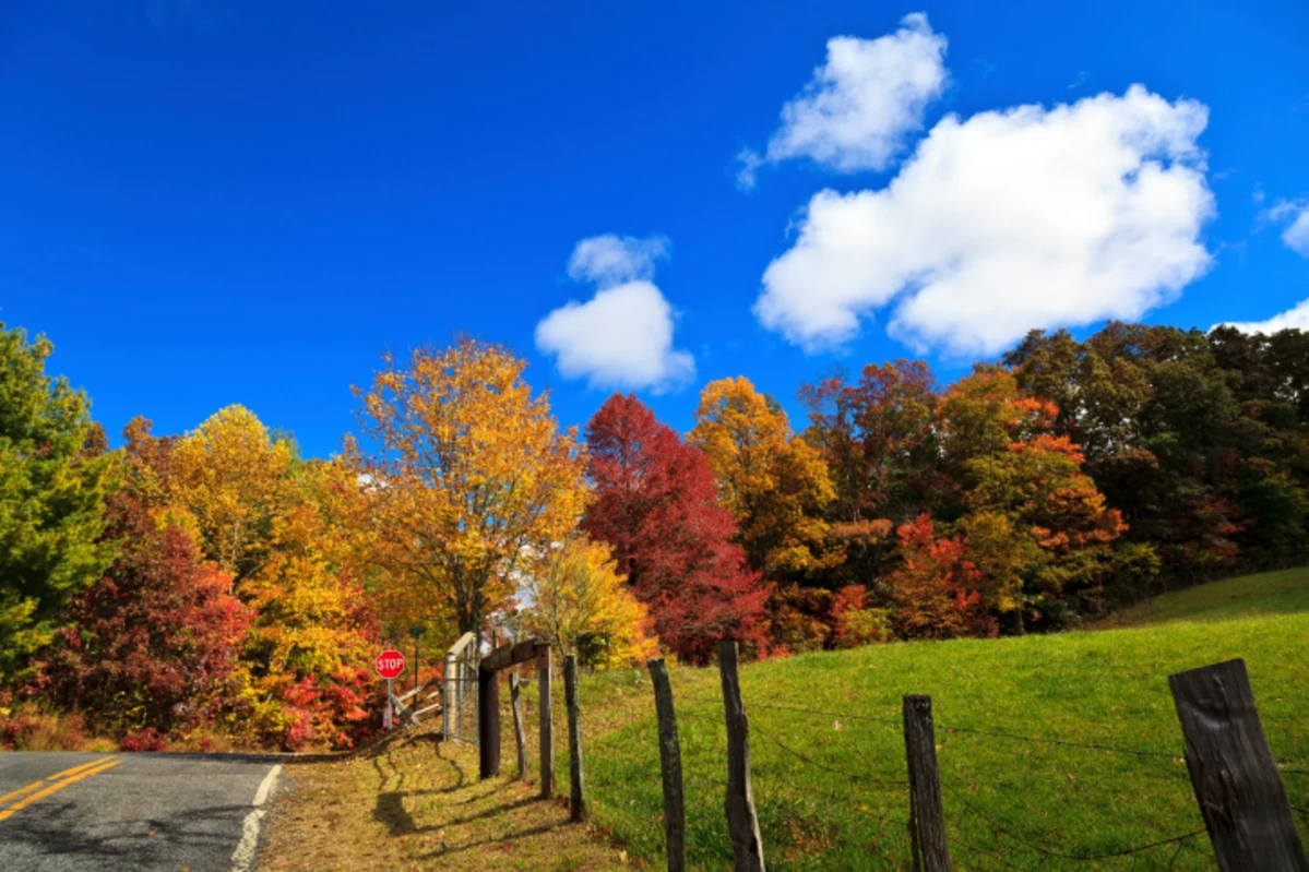 2020 Fall Foliage Map Predicts When to Peep Leaves at Peak Color