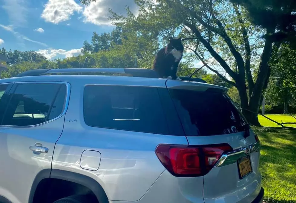 New Hartford Cat Declares Himself Mayor, Visits Neighbors Daily