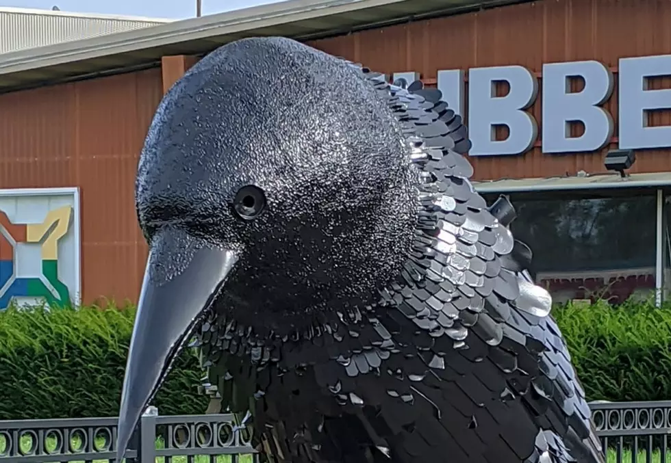 Giant-Sized Crows Spotted in Yorkville: Where Are They From?