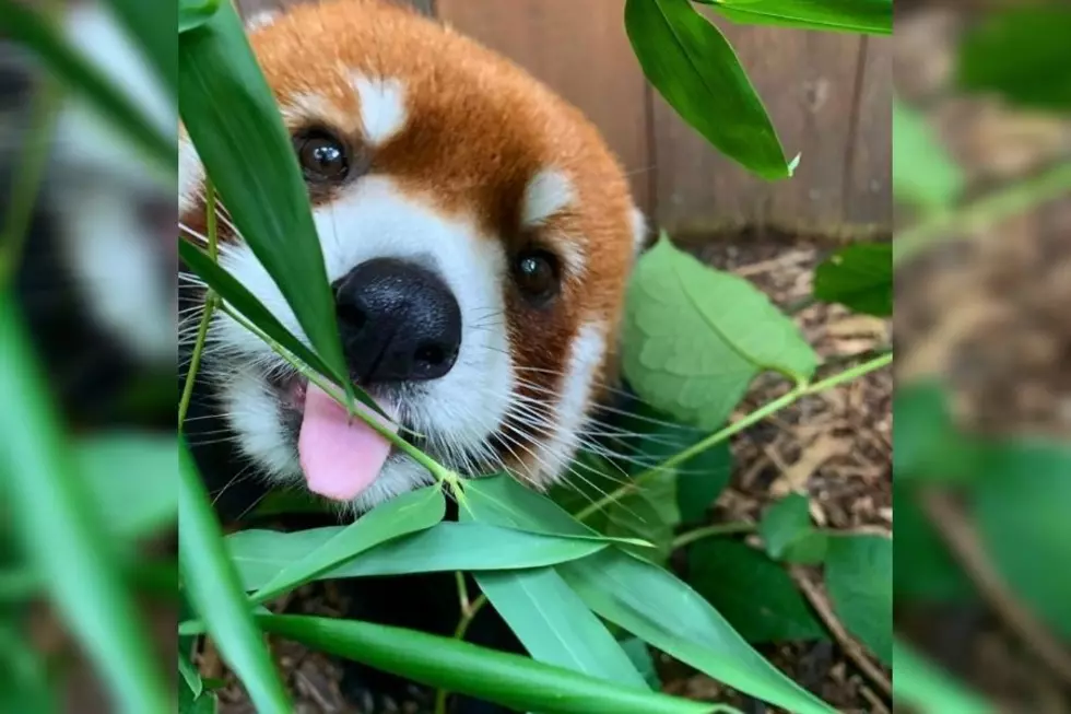 Book Your Stress-Relieving Red Panda Encounter for 2021 at the Utica Zoo