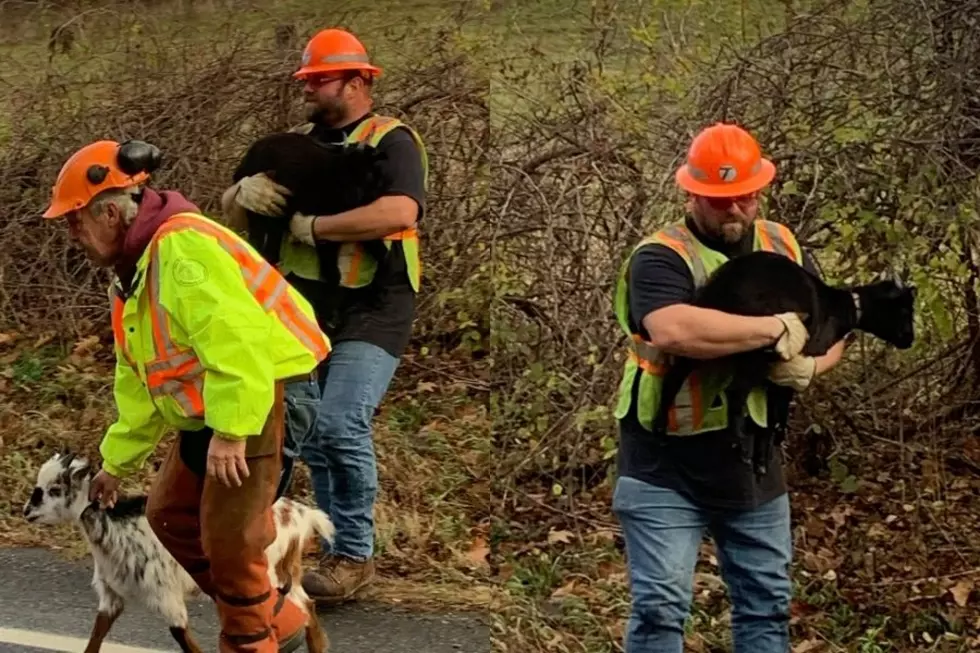 Heroic New York DOT Workers Save Wayward Goats from Roadway
