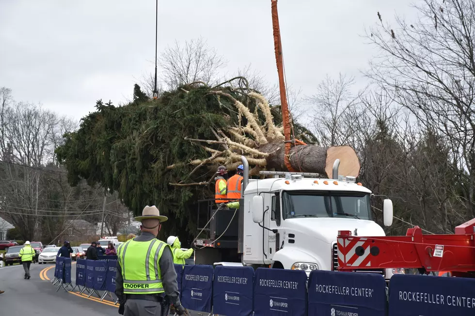 Rockefeller Center Christmas Tree Makes the Trip from Oneonta to NYC