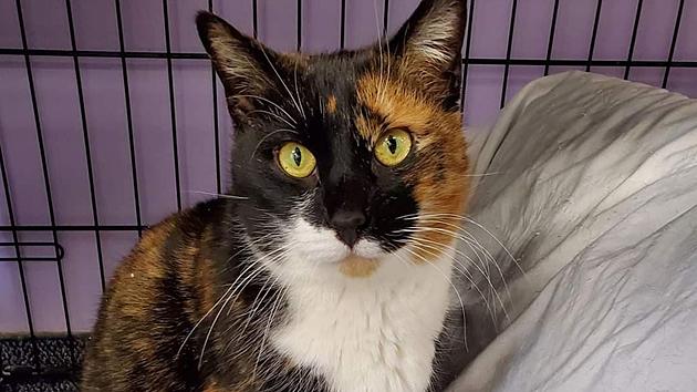 #WhiskerWednesday: Can You Help Nikki Get Lucky and Go Home For St. Patrick&#8217;s Day?