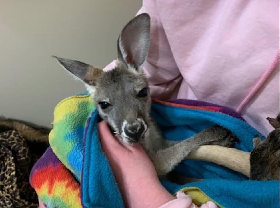 Missing Kangaroo Has Hoppy Ending In Yates County