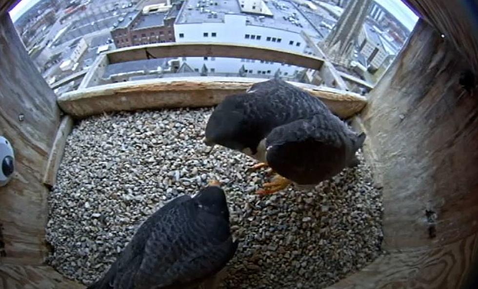 Utica Peregrine Falcon Lays First Egg For 2021